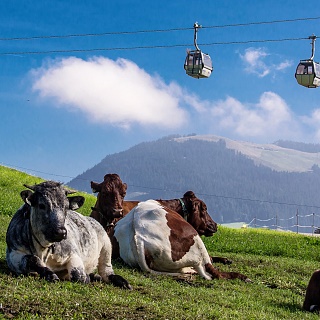 El mundo de las vacas en el parque Hexenwasser