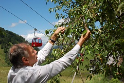 Třešňový strom "Salvenkirschbaum"